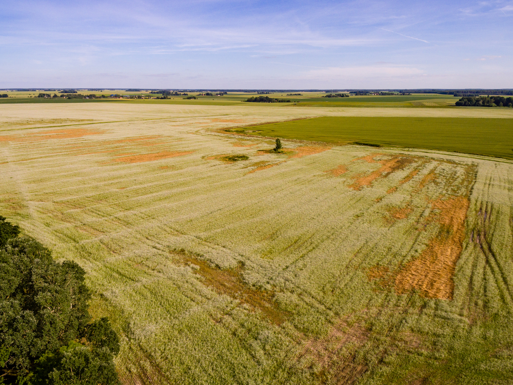 land Auctions in Laredo
